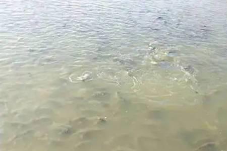 地表水透明度的正常范围是多少