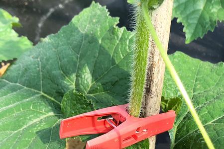 二夹子是什么植物