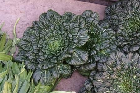 踏踏菜是什么菜