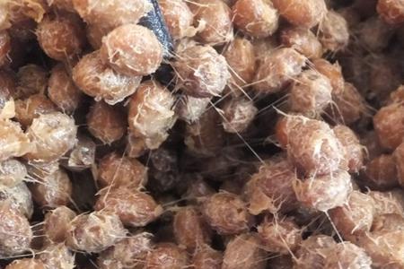 自做黄豆酱捂豆拉丝了能吃吗