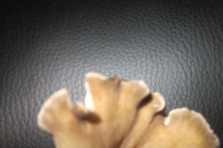 鸡冠子为什么有白点