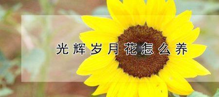 宜将长情伴岁月是啥意思