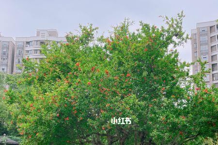 5月份种的石榴树当年能开花吗