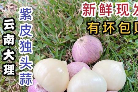 正宗红皮大蒜种子介绍