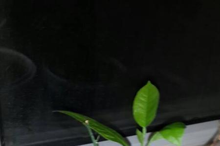 柠檬叶子掉光只剩枝干能发芽吗