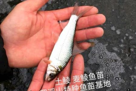 麦鲮鱼养殖一亩放多少苗