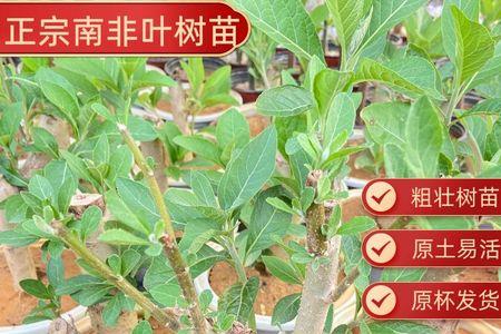 南非叶杆可以吃吗