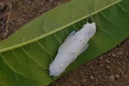 吡丙醚在桃树上的应用