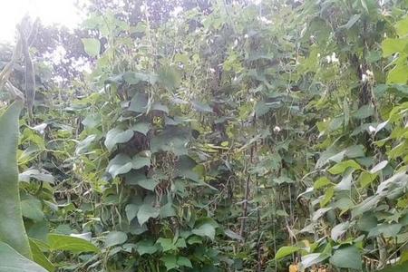 芸豆多久可以结果
