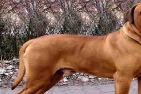 大白熊犬可以当军犬吗