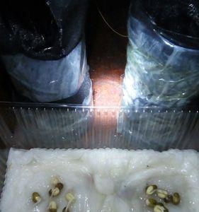 绿豆发芽上面白色的是什么