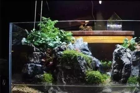 水陆缸干水苔铺多厚