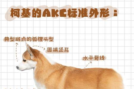 一岁的柯基可以改名吗