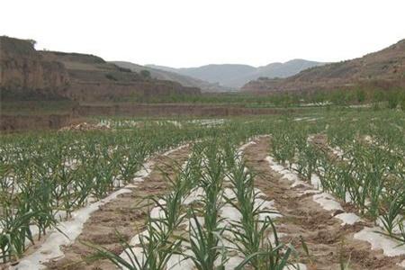 四川大蒜种植方法和时间