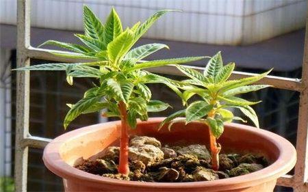 超级凤仙花怎么修剪