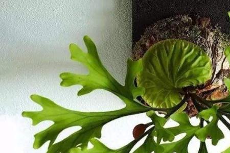 孢子繁殖的花卉有哪些