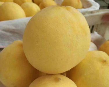 金仪黄桃品种介绍