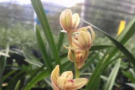 建兰红月与金荷哪个花型大