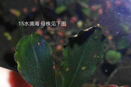 辣椒榕和水晶虾可以一起养