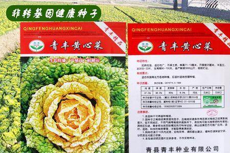 山东什么季节种黄心菜