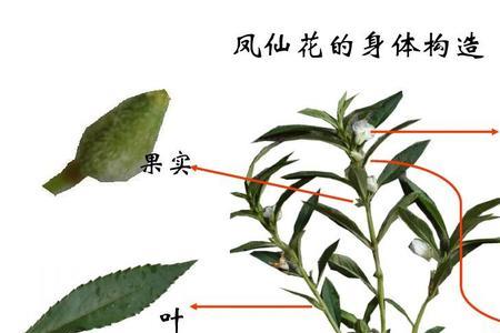 凤仙花的根是什么根系