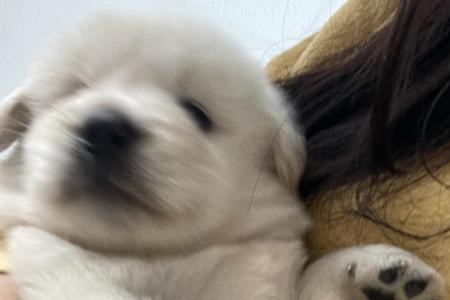 中华田园犬可以生出拉布拉多吗