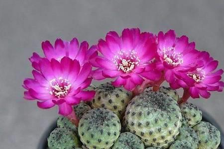 仙人球芳香丸花期多少天