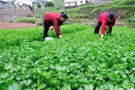 大白菜苗后用什么除草剂最安全