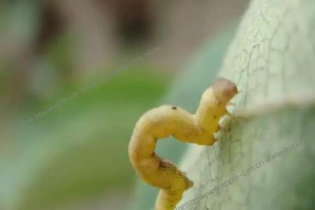橡皮虫吃什么