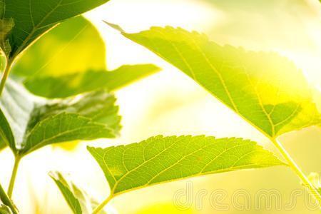 桑果可以种植东北长白山地区吗