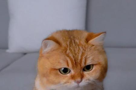 秋刀鱼猫一周吃几次