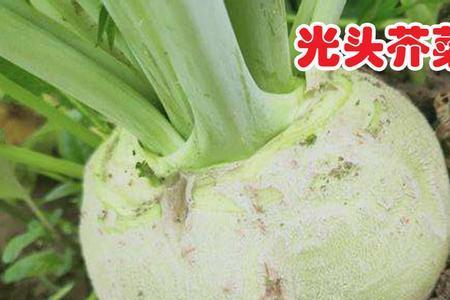 内蒙古赤峰地区什么时候种辣菜