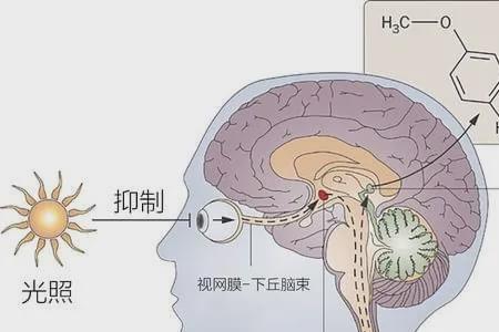 为什么松果体会让人产生害怕