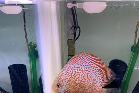 七彩神仙鱼繁殖时开灯吗