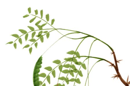 刺槐与皂荚的区别图