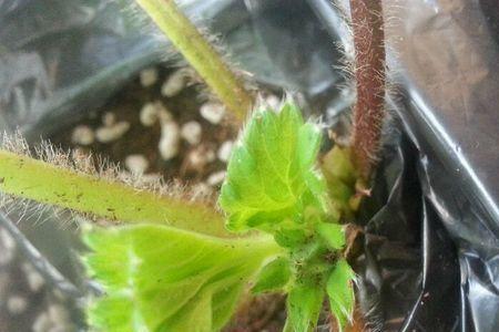 花芽分化七要点