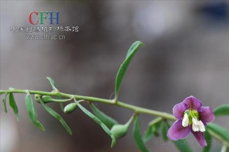 为什么枸杞树很难长大