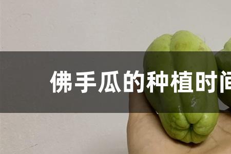 羊角瓜怎么催芽