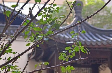 杏林三月茂橘井四时春意思