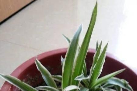 秋天给吊兰浇多水会烂根吗