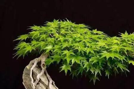枫香树和三角枫哪种做盆景最好