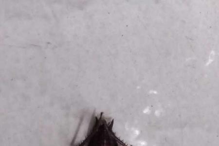 蟑螂真的会一路爬一路产卵吗