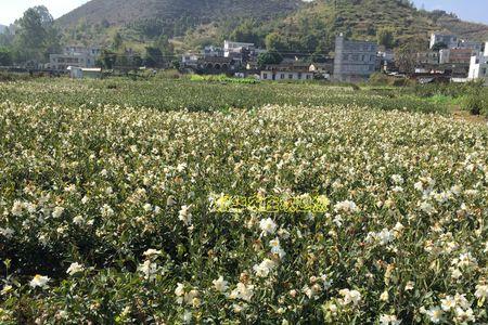 长林油茶跟岑溪油茶哪个好
