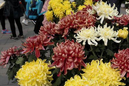 圆明园菊花展时间