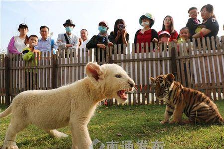 南通野生动物园是属于国企吗