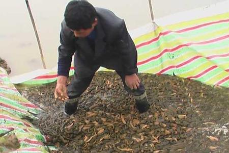 桑螵蛸人工养殖亩产量多少