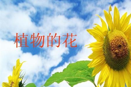 怎么写夏天长的快的植物六年级