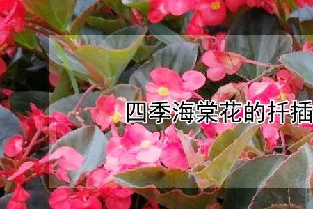 四季海棠立秋后能扦插吗