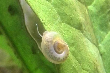 石螺会吃水草吗