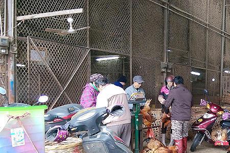 江西南昌三鸟批发市场在哪